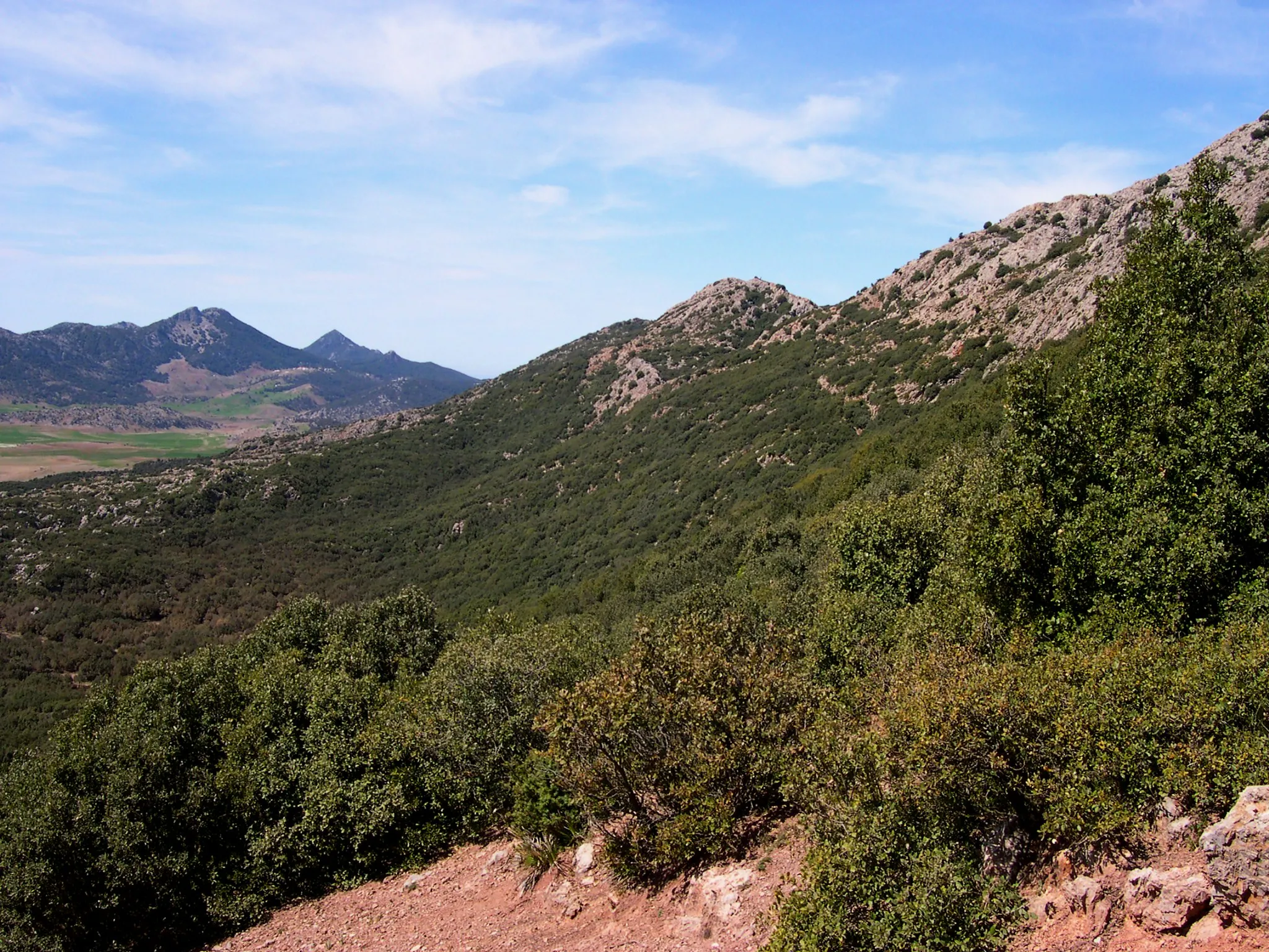 Mediterranean Woodlands and Forests | One Earth